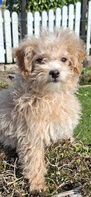 Zuckersüßer Maltipoo-Welpe zu verkaufen | Süßer Hund sucht sein neues Zuhause! 