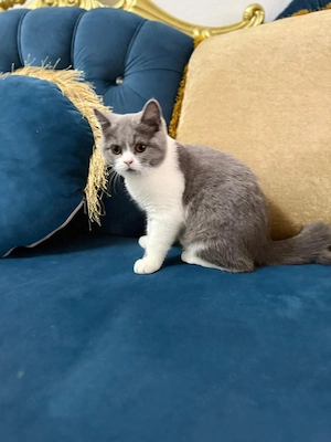 Süße BKH Katzen baby