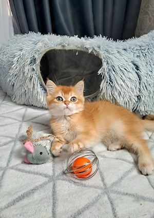 BKH Goldene Chinchillas Kater!