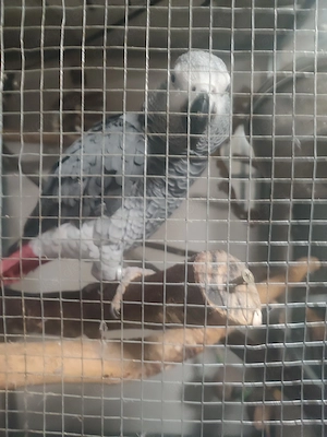 Graupapagei zu verkaufen 