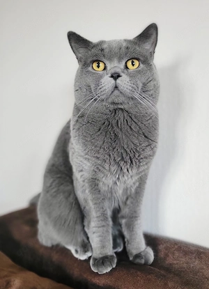 BKH-Deckkater- KEIN Verkauf