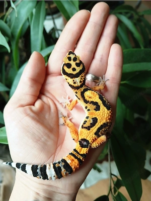0.1 Tangerine Extreme Bold Subadult Leopardgecko Eublepharis Macularius 