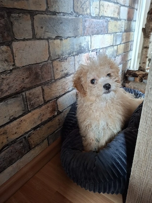 Zuckersüßer Maltipoo-Welpe zu verkaufen | Süßer Hund sucht sein neues Zuhause! 