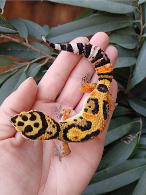 0.1 Tangerine Extreme Bold Leopardgecko Eublepharis Macularius NZ 25