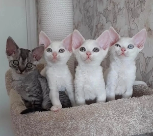 Schönes Devon Rex-Kätzchen