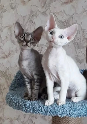 Schönes Devon Rex-Kätzchen    