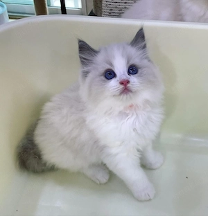 Ragdoll-Kätzchen aus häuslicher Aufzucht