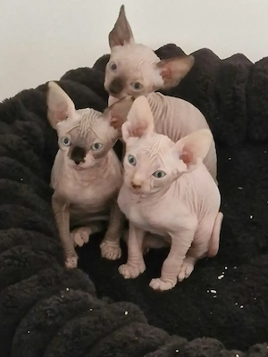 Canadische sphynx kitten