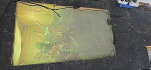 Chamäleon Männchen 2 Jahre alt Bild 4