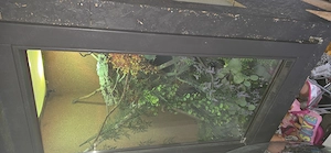 Chamäleon Männchen 2 Jahre alt Bild 5