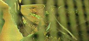 Chamäleon Männchen 2 Jahre alt Bild 2