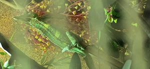 Chamäleon Männchen 2 Jahre alt