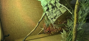 Chamäleon Männchen 2 Jahre alt Bild 3