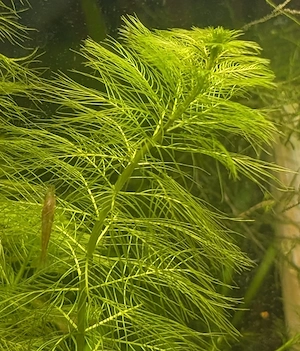 40x Aquarienpflanzen   Wasserpflanzen für Aquarium, zusammen 10 