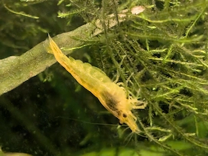 Garnelen Orange Süßwasser-Aquarium zur Gesellschaftung m. Fischen  Bild 2