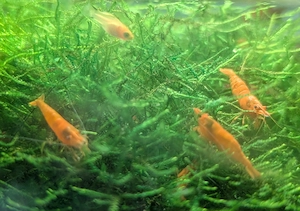 Garnelen Orange Süßwasser-Aquarium zur Gesellschaftung m. Fischen  Bild 3