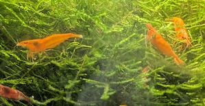 Garnelen Orange Süßwasser-Aquarium zur Gesellschaftung m. Fischen  Bild 5