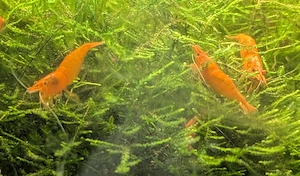 Garnelen Orange Süßwasser-Aquarium zur Gesellschaftung m. Fischen  Bild 4