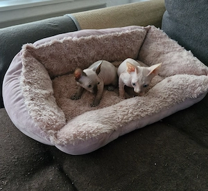 Canadische Sphynx kitten