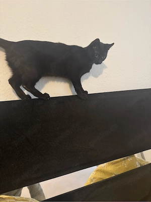 Katze sucht liebevolles Zuhause