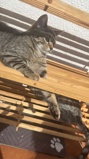 Katze sucht liebevolles Zuhause Bild 4