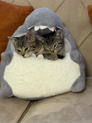 Katze sucht liebevolles Zuhause