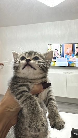 Katze sucht liebevolles Zuhause Bild 3