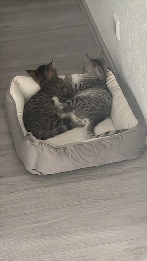 Katze sucht liebevolles Zuhause Bild 2