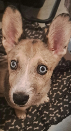 Wunderschöne Husky x Französische Bulldogge Hündin   selten, liebevoll & familienfreundlich