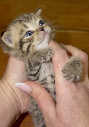 Vier süße Britisch Kurzhaar Kätzchen   geboren am 5. März 