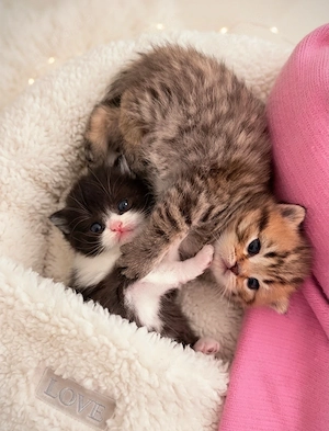 Zuckersüsse Reinrassige Bkh Kitten