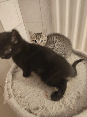 Dringend Katze Weibchen 5 Jahre mit zwei kitten 7Wochen