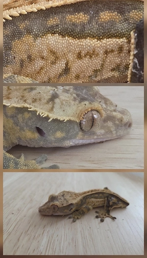 poss. 1.0 Kronengecko 