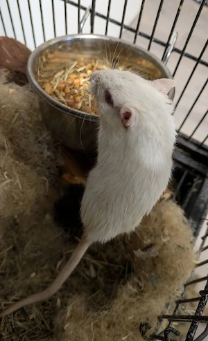 entzückende kleine Tiere zum Verkauf (Käfer)