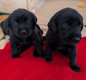 Labrador-Entlebucher-Welpen Bild 2