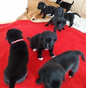 Labrador-Entlebucher-Welpen Bild 3