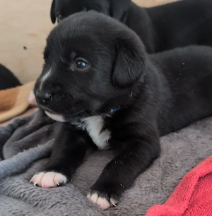 Labrador-Entlebucher-Welpen Bild 4