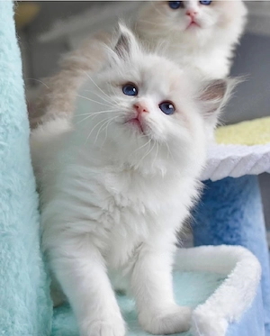 Kostenlose Ragdoll-Kätzchen zur Adoption