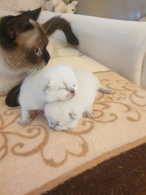 Bkh Kitten mit blau Augen. 