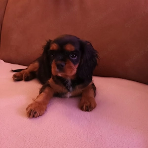 Cavalier king charles spaniel Welpe