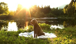 Labrador-Entlebucher-Welpen Bild 5
