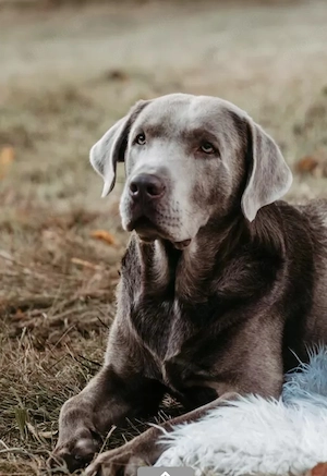 Labrador-Entlebucher-Welpen Bild 6