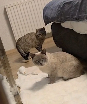 BKH, Britisch Kurzhaar, Mädchen , Mai Abgabe bereit, Zum Muttertag  Bild 9