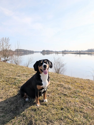 Labrador-Entlebucher-Welpen Bild 7