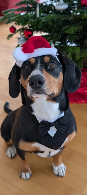 Labrador-Entlebucher-Welpen Bild 8