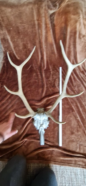 Hirschschädel(Aluguß) mit Geweih
