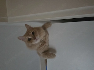 Maine Coon Mix abzugeben