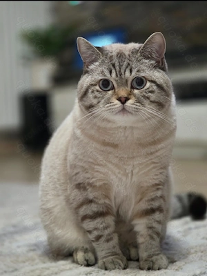 BKH, Britisch Kurzhaar, Mädchen , Mai Abgabe bereit, Zum Muttertag  Bild 8