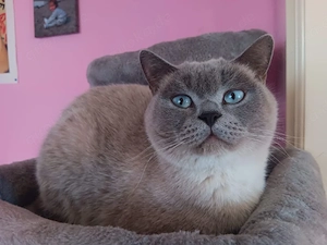 BKH, Britisch Kurzhaar, Mädchen , Mai Abgabe bereit, Zum Muttertag  Bild 7