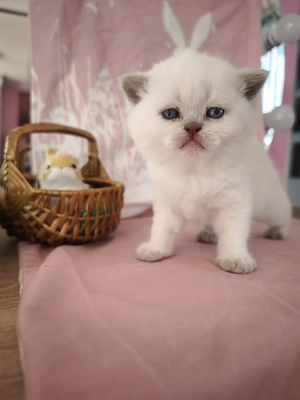 BKH, Britisch Kurzhaar, Mädchen , Mai Abgabe bereit.